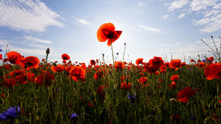 Tall Poppy Syndrome: Lessons for Life and Church