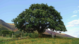 Plant the Tree Today