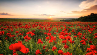 Remembering with Hope