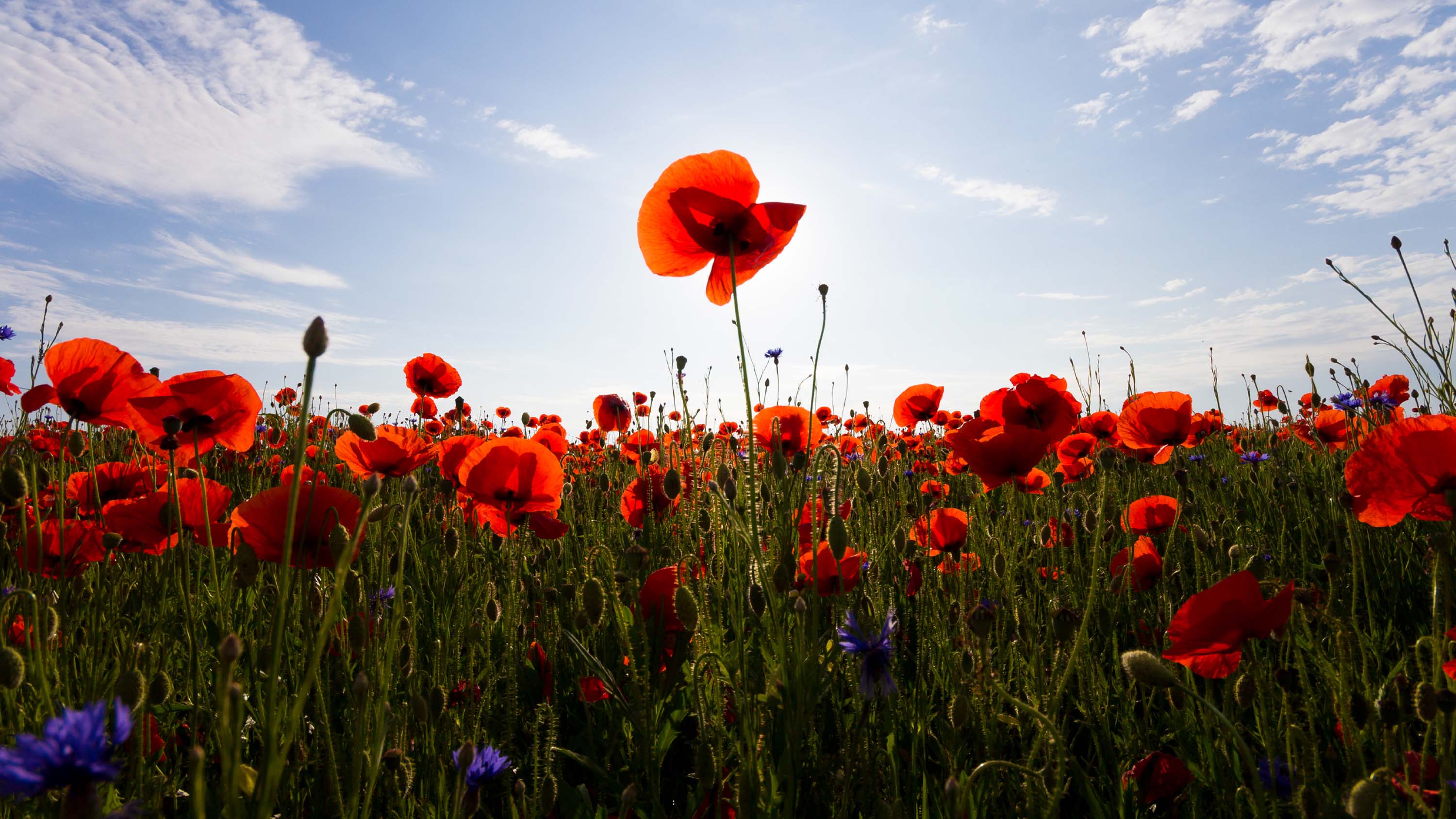 Tall Poppy Syndrome: Lessons for Life and Church – jjohn.com